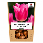 Tulipe 'Dynasty' – 20 bulbes (calibre 11/12)