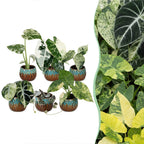 6× Babyplanter Variegata Mix incl. Copper Reef – Ø6 cm, 10–15 cm høj