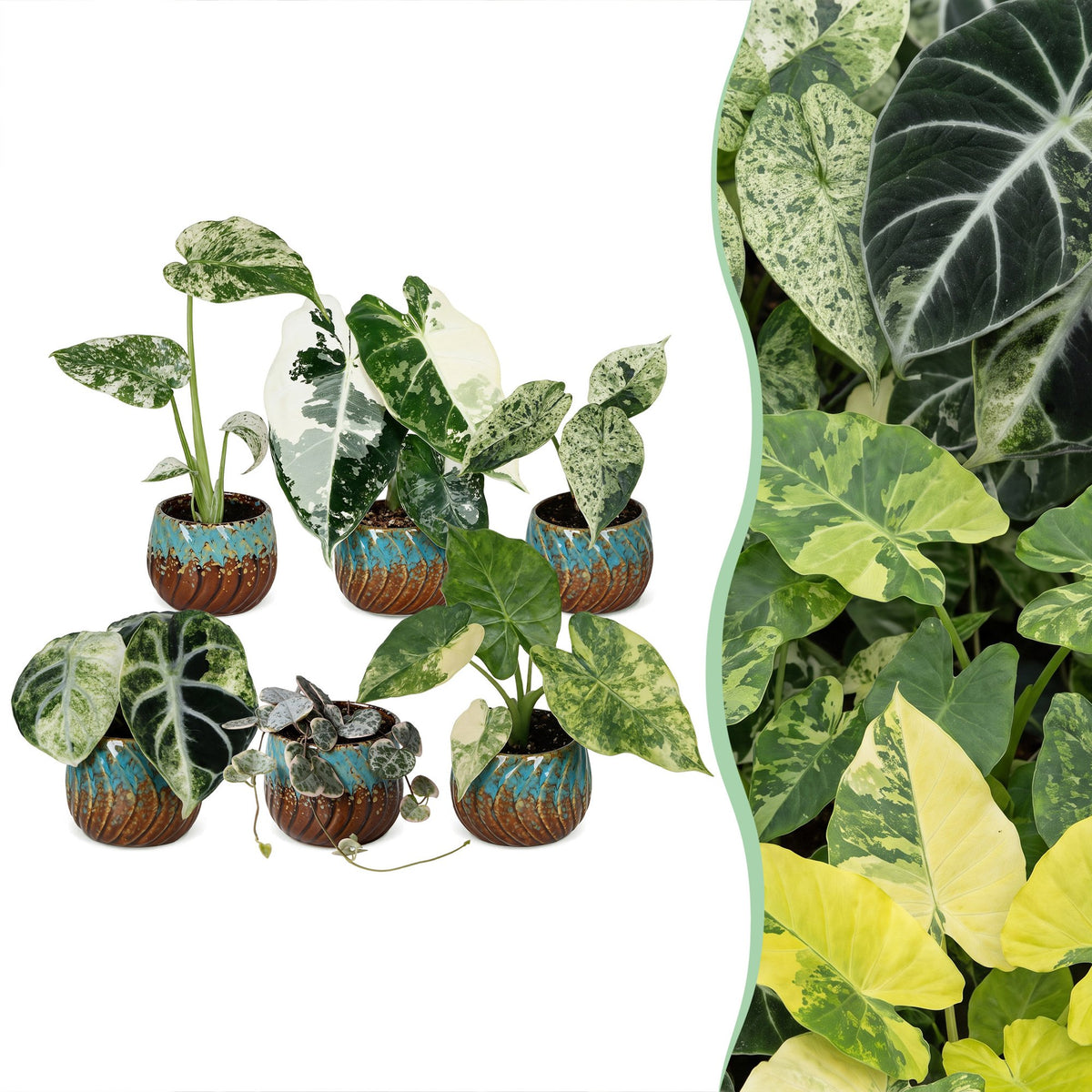 6× Babyplanter Variegata Mix incl. Copper Reef – Ø6 cm, 10–15 cm høj