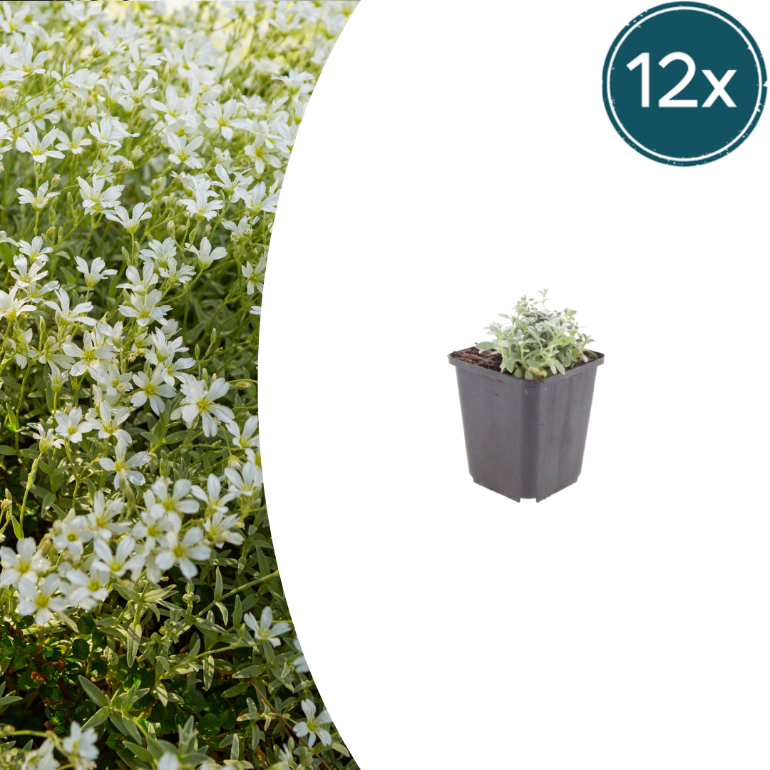 Cerastium tomentosum (viltige hoornbloem) – 12 planten, Ø9 cm, 10–25 cm hoog