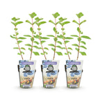 Lonicera caerulea 'Kamtschatica' (honingbes) – 3 planten, Ø9 cm, 35 cm hoog