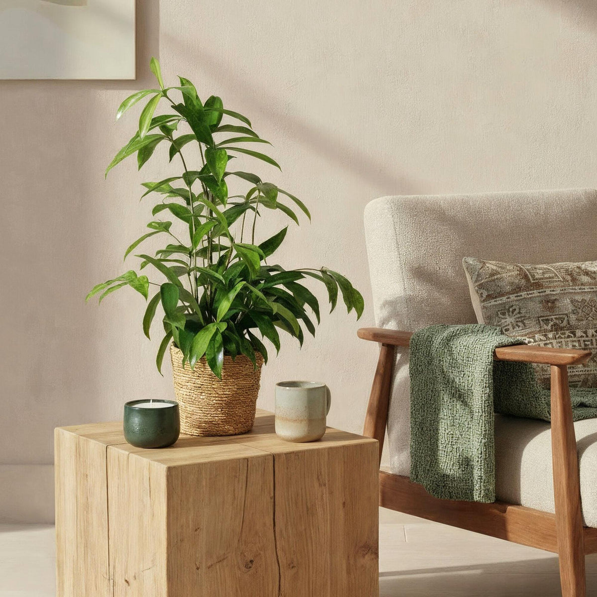 Dracaena surculosa (drakenboom) met mand – Ø17 cm, 60–70 cm hoog