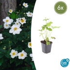 Anemone hyb. 'Honorine Jobert' (Herbstanemone) – 6 Pflanzen, Ø 9 cm, 10–25 cm hoch