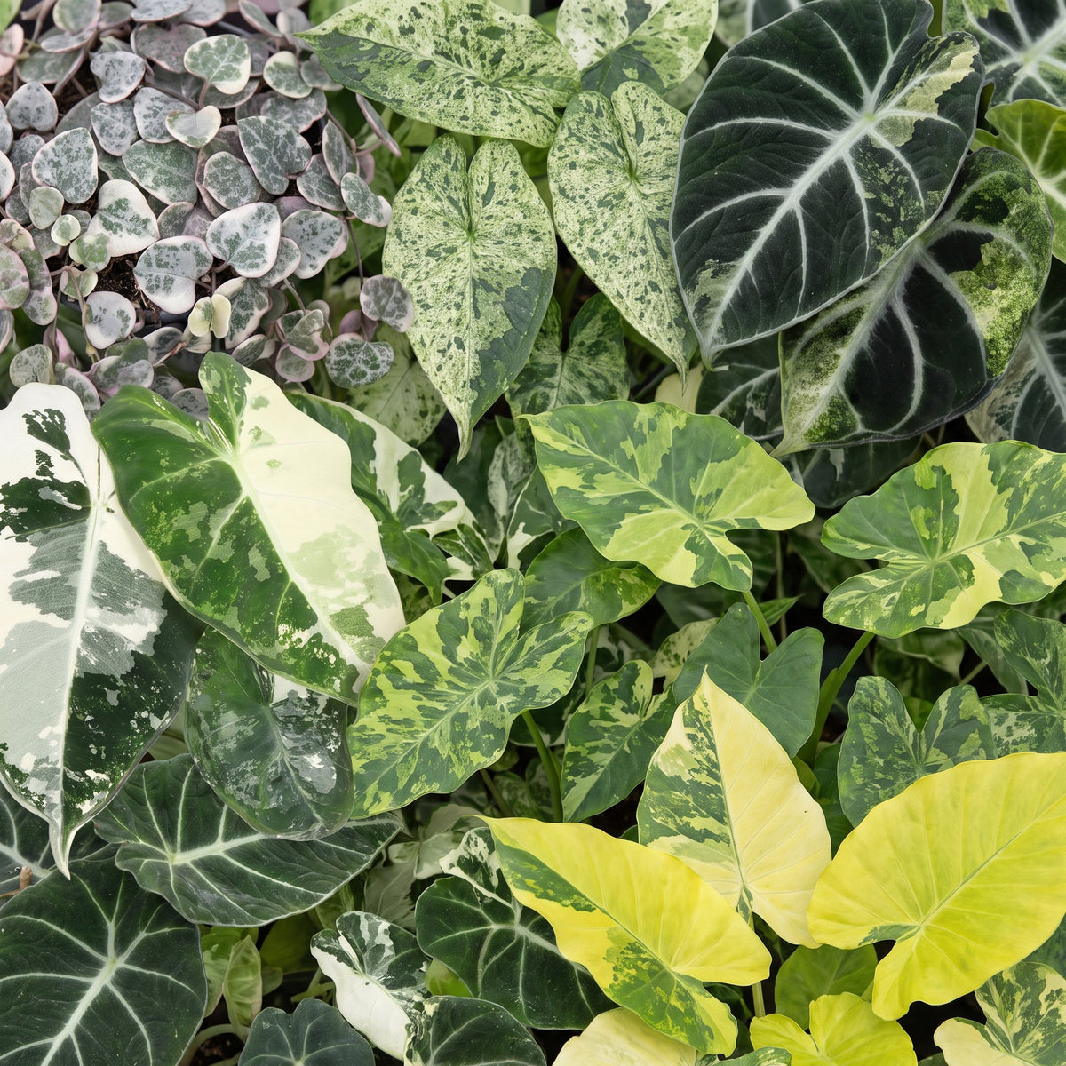 6× jeunes plantes Variegata mix – Ø6 cm, 10–15 cm de haut