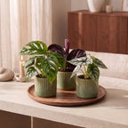 3× jeunes plantes Jungle Mix incl. Linnea Olive – Ø6 cm, 10–15 cm de haut