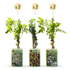 Jasminum 'Tricolour' (three-colored jasmine) – yellow-white-pink – 6 plants, Ø9 cm, 35 cm high