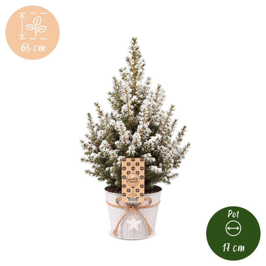 4× Picea glauca Conica (Weihnachtsbäumchen) im Zinktopf – Ø17 cm, 65 cm hoch – weiß