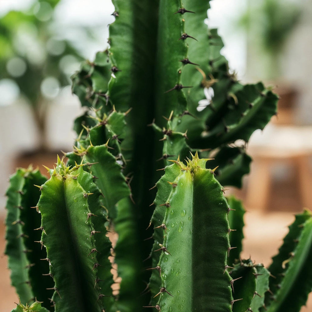 Euphorbia eritrea – Ø 17 cm, 60 cm hoch