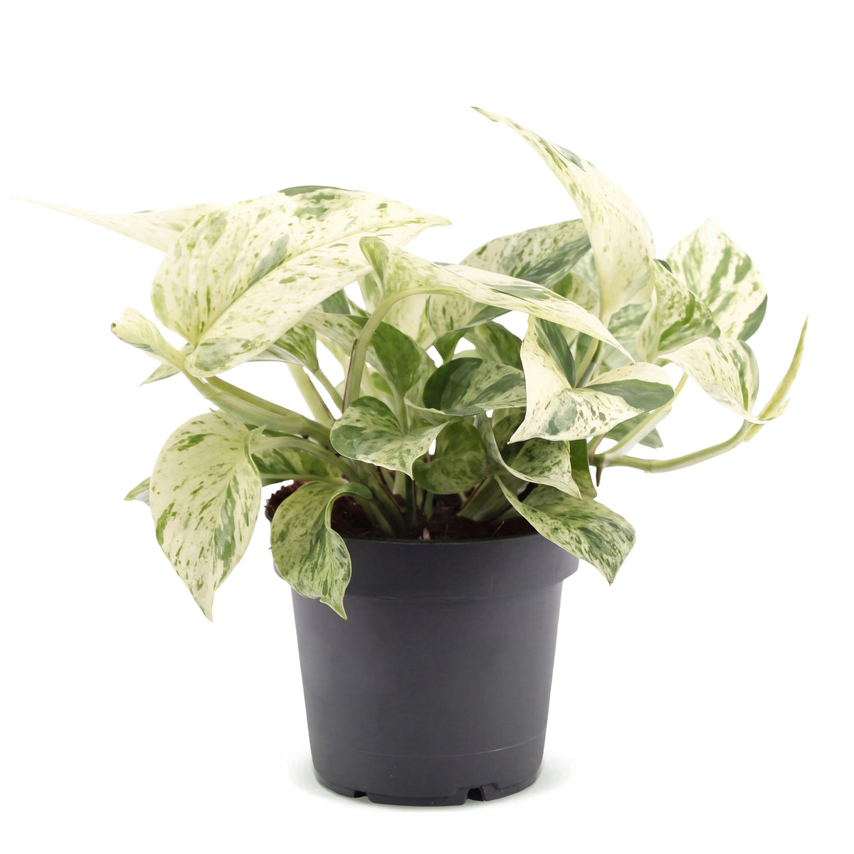 Epipremnum Snow Leopard (scindapsus) – Ø12 cm, 25 cm høj