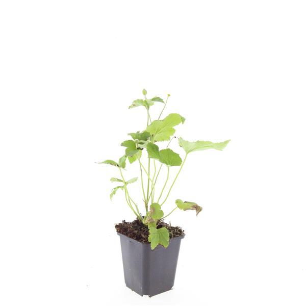 Anemone hyb. 'Honorine Jobert' (Herbstanemone) – 48 Pflanzen, Ø 9 cm, 10–25 cm hoch