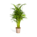 Dypsis Areca Lutescens (goudpalm) – Ø21 cm, 100–120 cm hoog