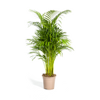 Dypsis Areca Lutescens (goudpalm) – Ø21 cm, 100–120 cm hoog