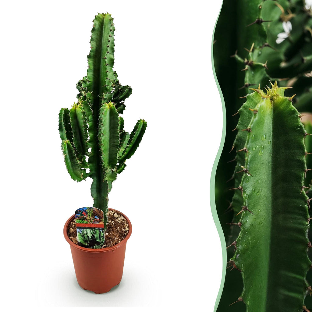 Euphorbia eritrea – Ø 17 cm, 60 cm hoch