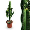 Euphorbia eritrea – Ø 17 cm, 60 cm hoch