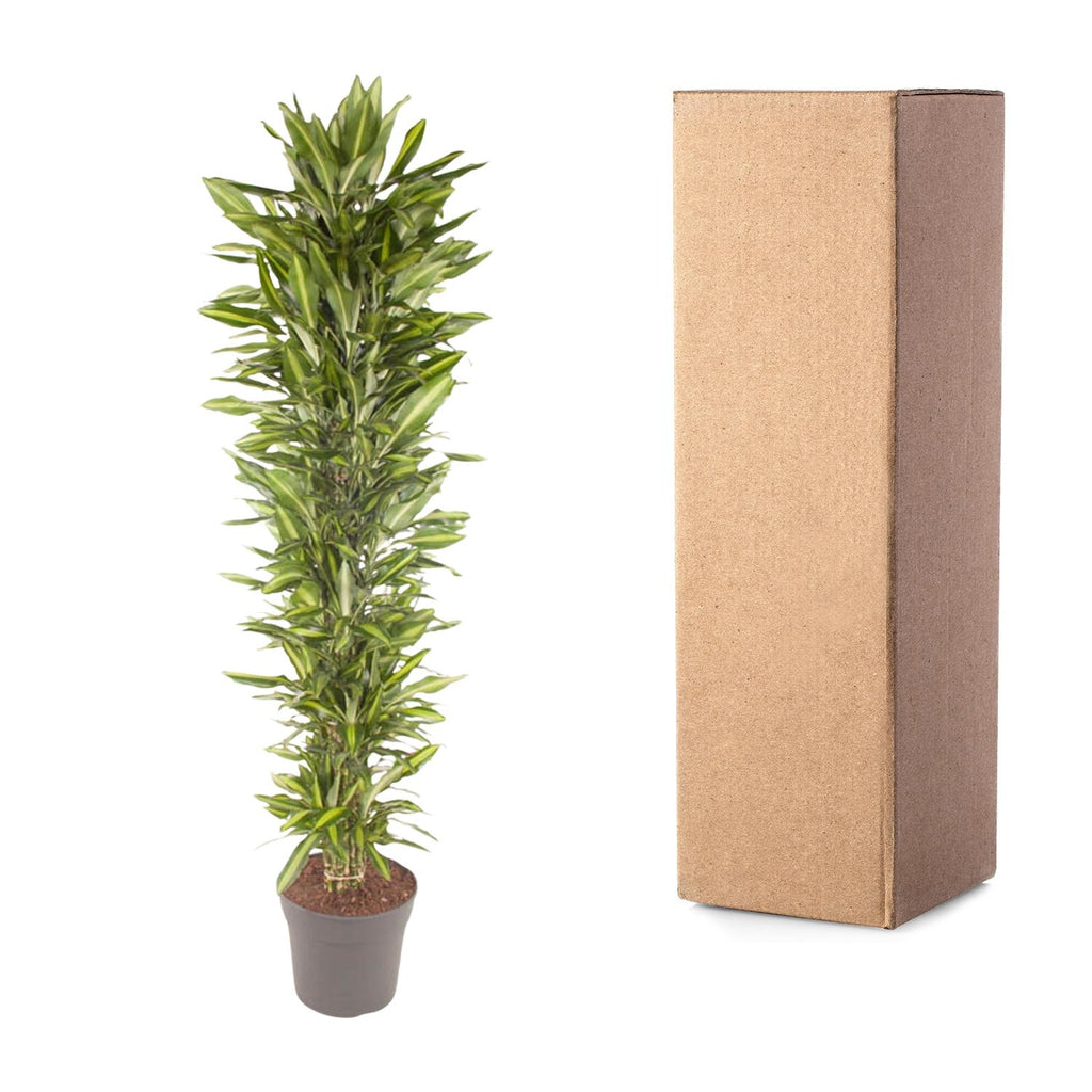 Dracaena Cintho vertakt (drakenboom) – Ø40 cm, 210 cm hoog