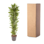 Dracaena Cintho vertakt (drakenboom) – Ø40 cm, 210 cm hoog