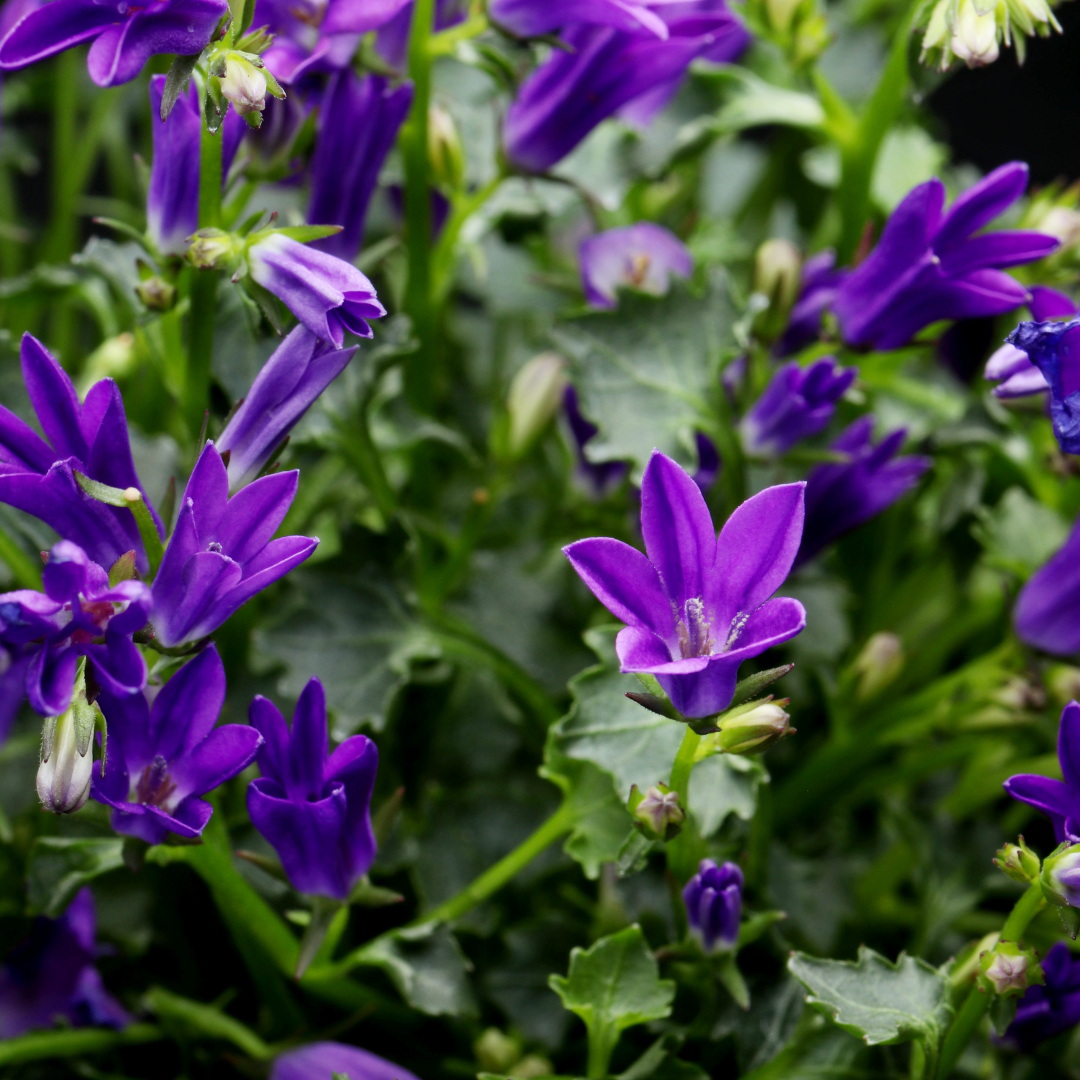 Campanula pers. 'Coerulea' (klokjesbloem) – 60 planten, Ø9 cm, 10–25 cm hoog