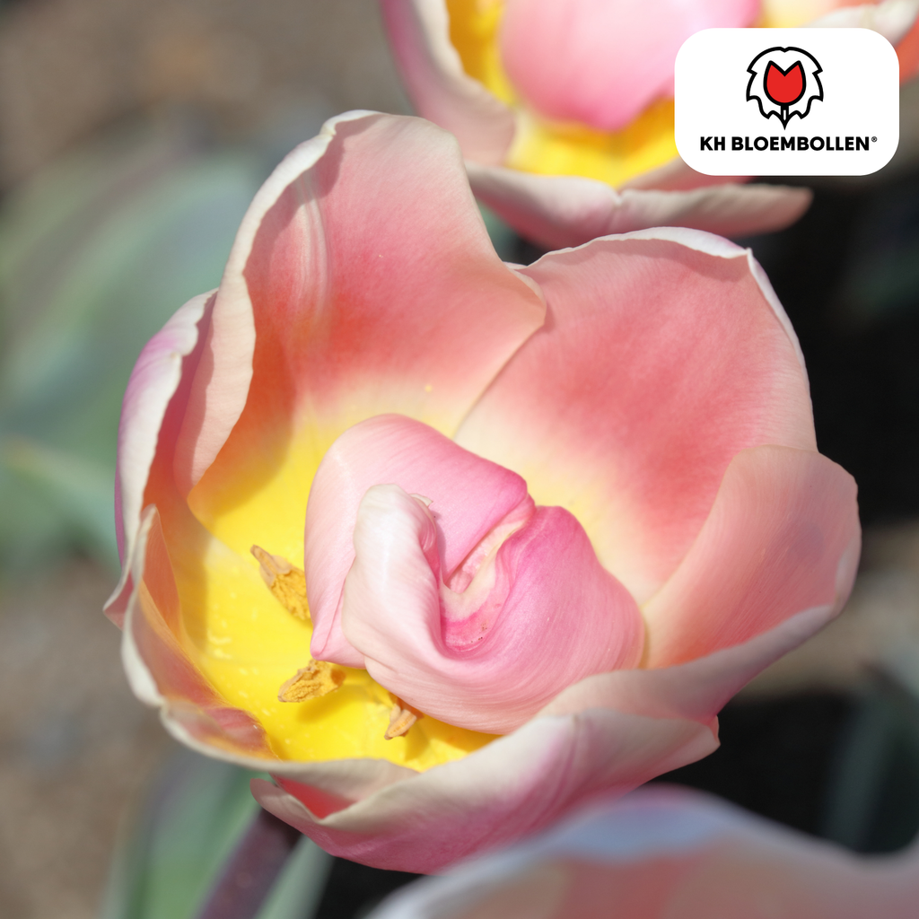 Tulpe 'Apricot Delight' – 20 Blumenzwiebeln (Zwiebelgröße 11/12)