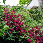Clematis 'Rouge Cardinal' (grimpette) – 3 plantes