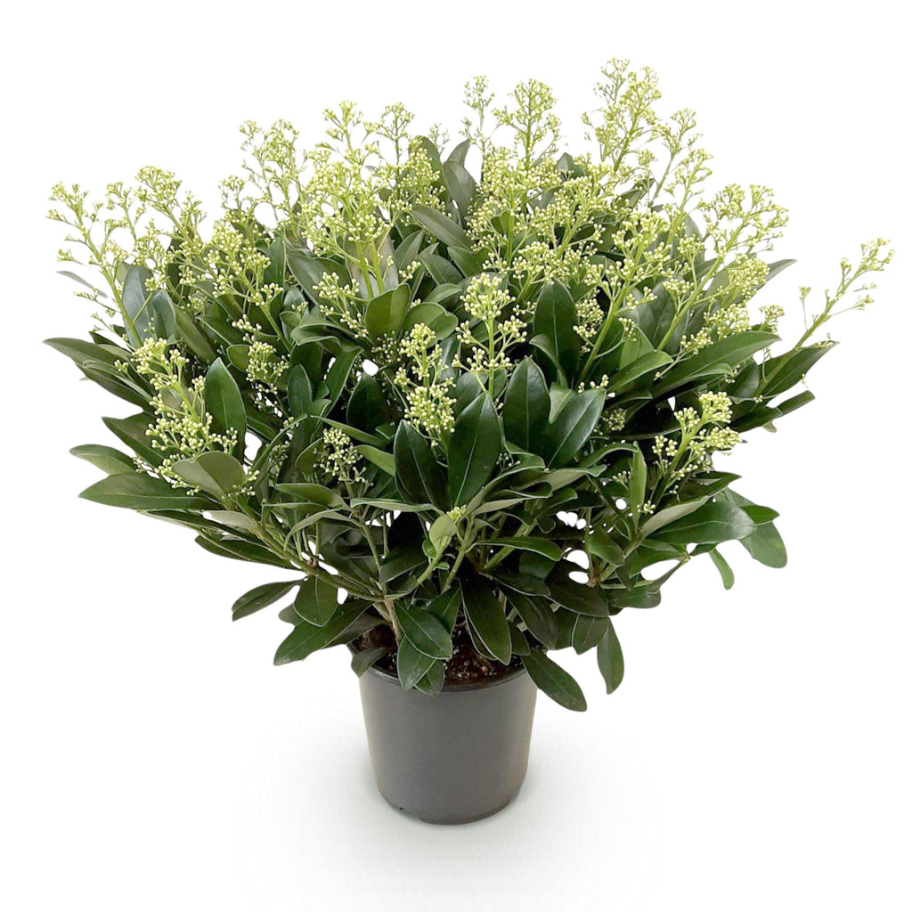 Skimmia japonica 'Finchy' – weiß – Ø 19 cm, 60 cm hoch – Bild 2