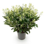 Skimmia japonica 'Finchy' – weiß – Ø 19 cm, 60 cm hoch