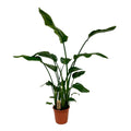 Strelitzia nicolai (witte paradijsvogelbloem) – Ø21 cm, 120 cm hoog