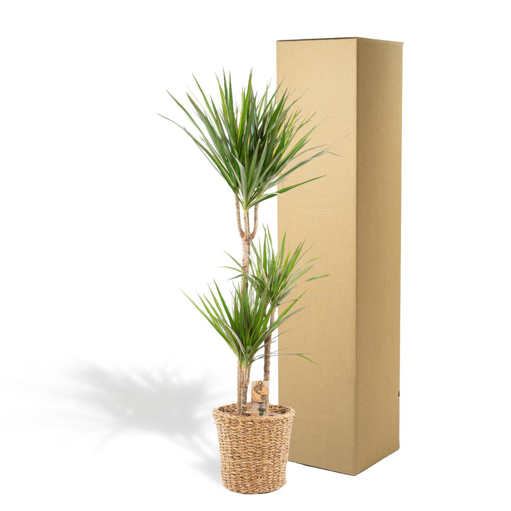 Dracaena (Drachenbaum) mit Korb – Ø 21 cm