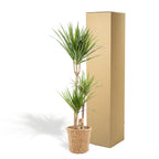 Dracaena (Drachenbaum) mit Korb – Ø 21 cm
