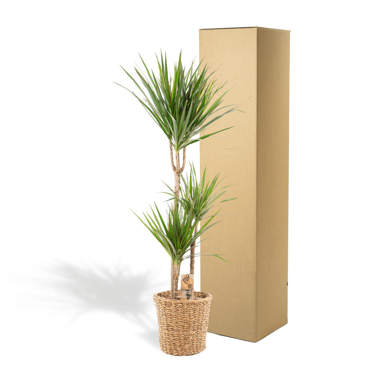 Dracaena (Drachenbaum) mit Korb – Ø 21 cm