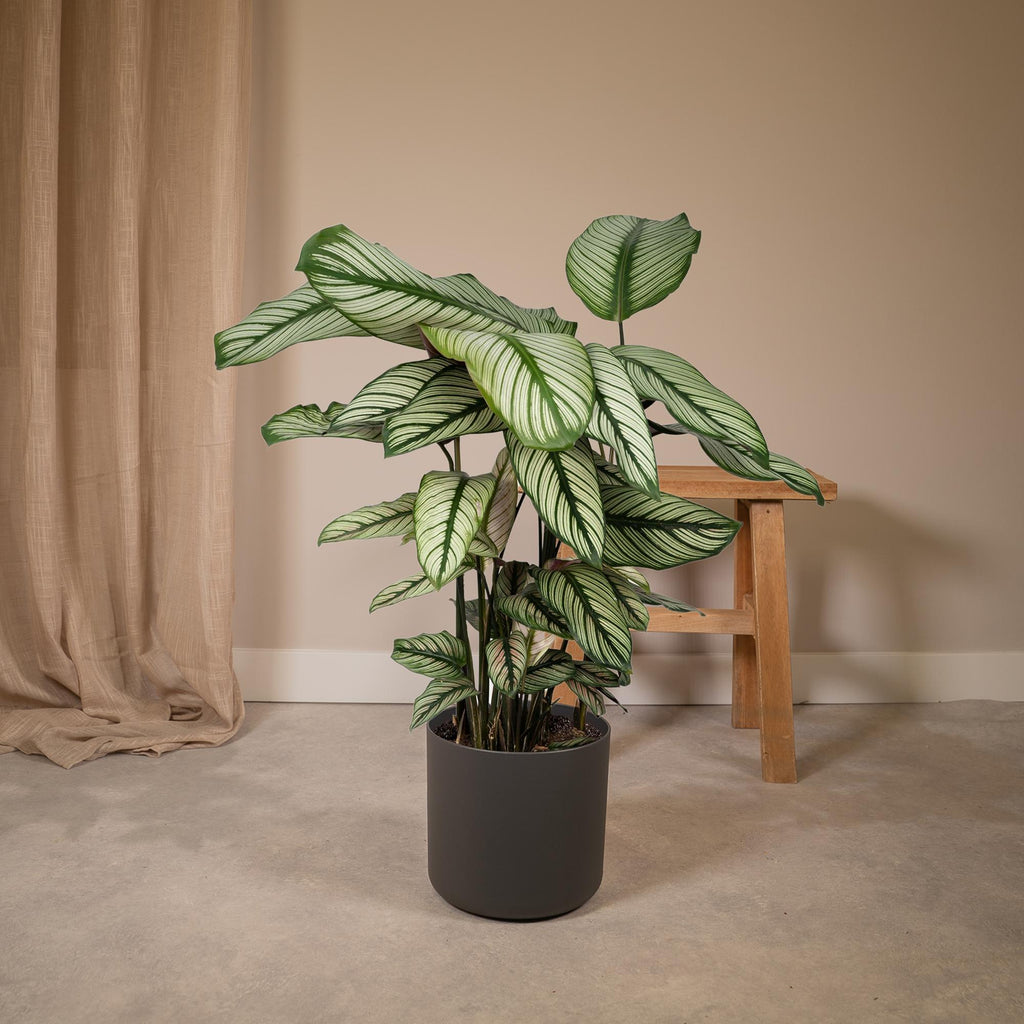 Calathea Whitestar – Ø19 cm, 50 cm hög