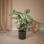 Calathea Whitestar – Ø19 cm, 50 cm hög