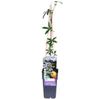 Passiflora 'Caerulea' (passion flower) – Ø15 cm, 65 cm high