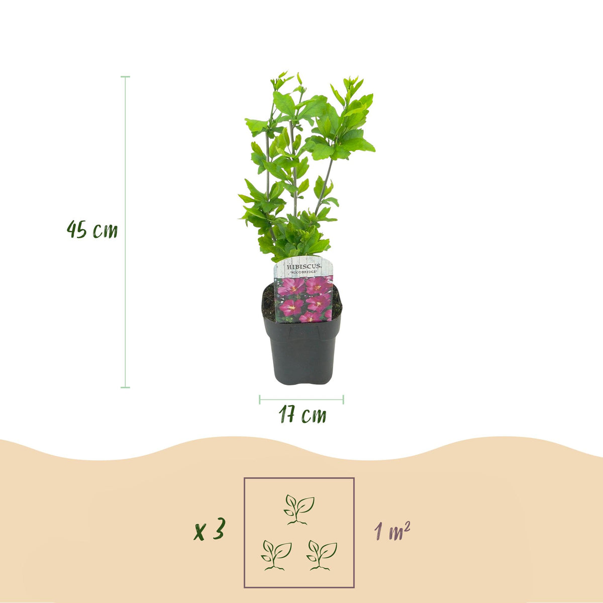 Hibiscus syriacus 'Woodbridge' (tuinhibiscus) – roze – Ø17 cm, 45 cm hoog