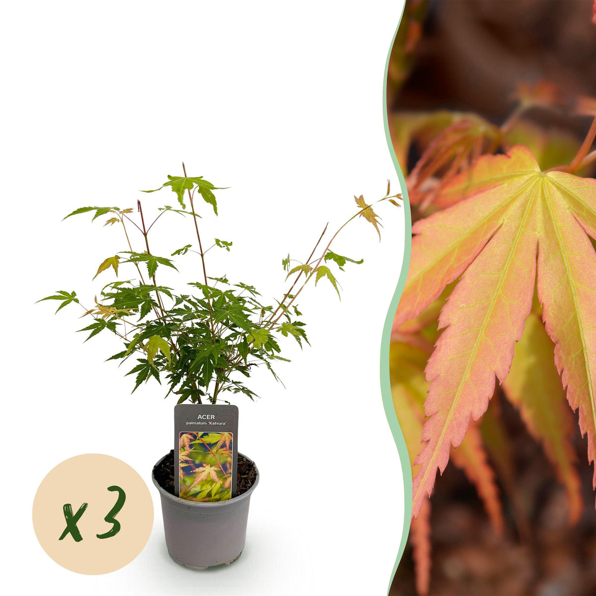 Acer palmatum 'Katsura' (Japanse esdoorn) – oranje – 3 planten, Ø12 cm, 35 cm hoog
