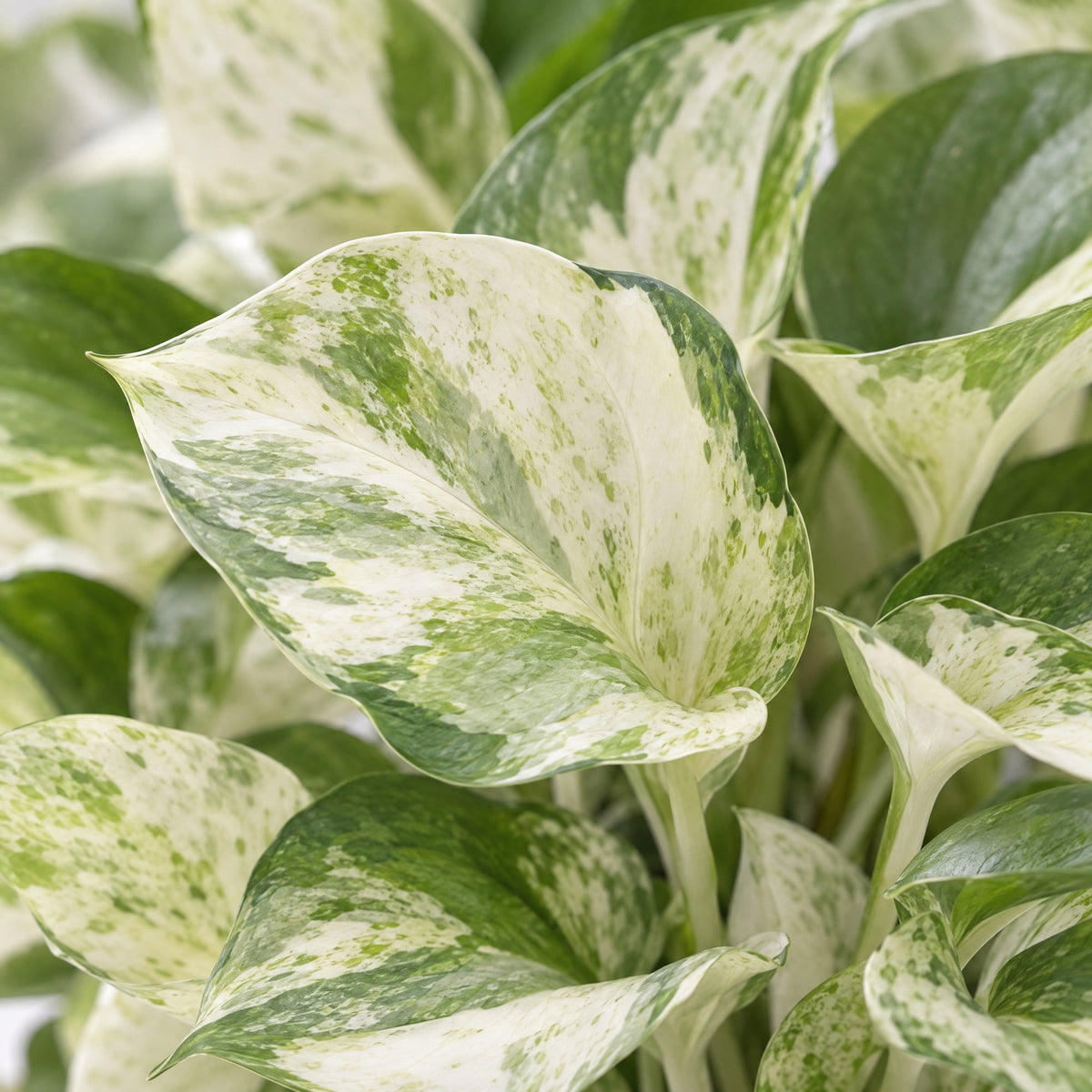 Epipremnum Manjula (scindapsus) – Ø12 cm, 25 cm høj