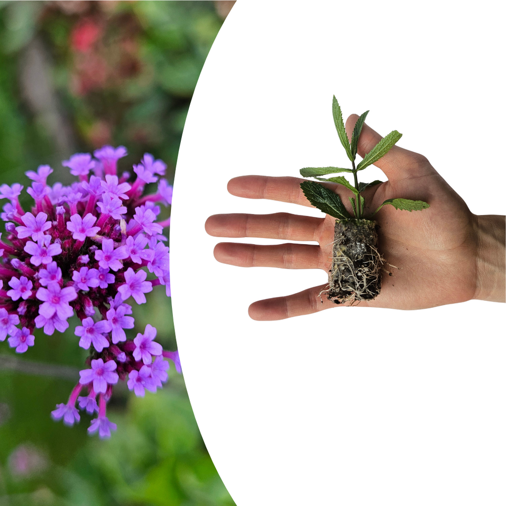 Verbena (Echter Eisenkraut) – Bild 7