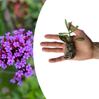 Verbena (Echter Eisenkraut)