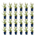 Gaura lindh. 'Florgauros' (prachtkaars) – pink – 24 plants, Ø11 cm, 15–25 cm high