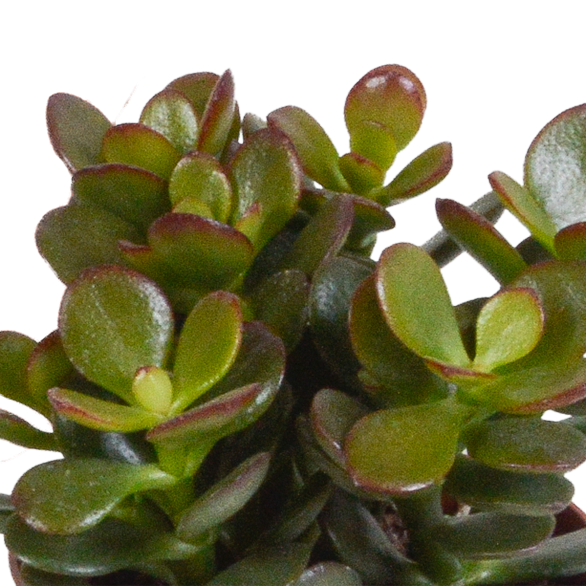 Crassula-mix (jadeplante) i terrakottakrukke – Ø9 cm, 18 cm høj