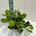 Maranta leuconeura 'Fascinator' Lemon Lime Hängetopf (Gebetsstaude) – Ø 15 cm, 40 cm hoch