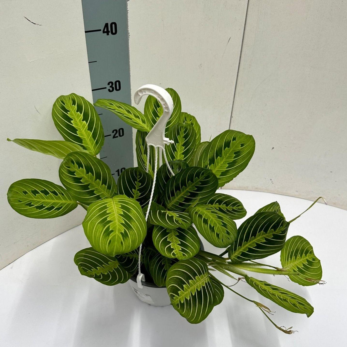 Maranta leuconeura 'Fascinator' Lemon Lime Hangpot (gebedsplant) – Ø15 cm, 40 cm hoog