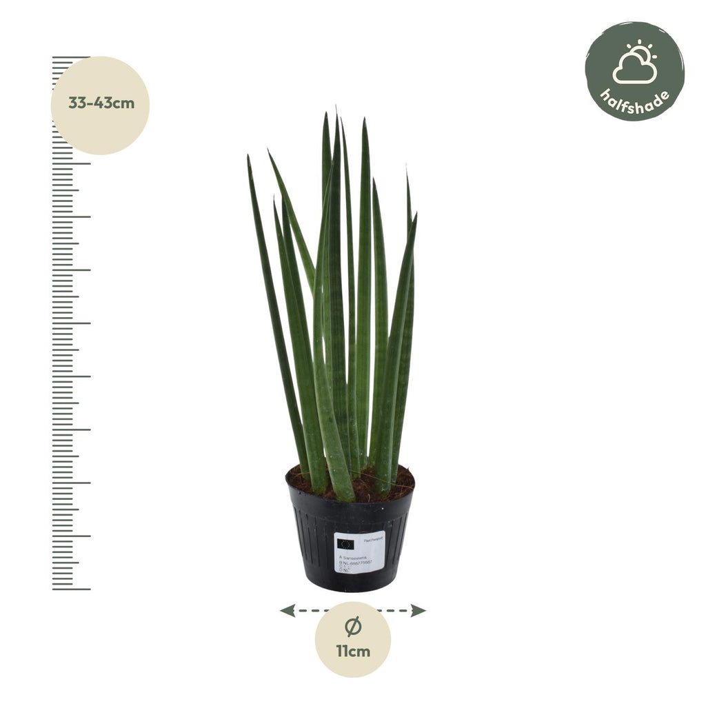 Sansevieria cylindrica 'Bacularis' / Mikado (snake plant) – Ø10 cm, 38 cm high – photo 2