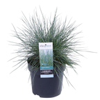 Festuca glauca 'Azura Blue' (blue fescue) – Ø19 cm, 40 cm high – art. 6627