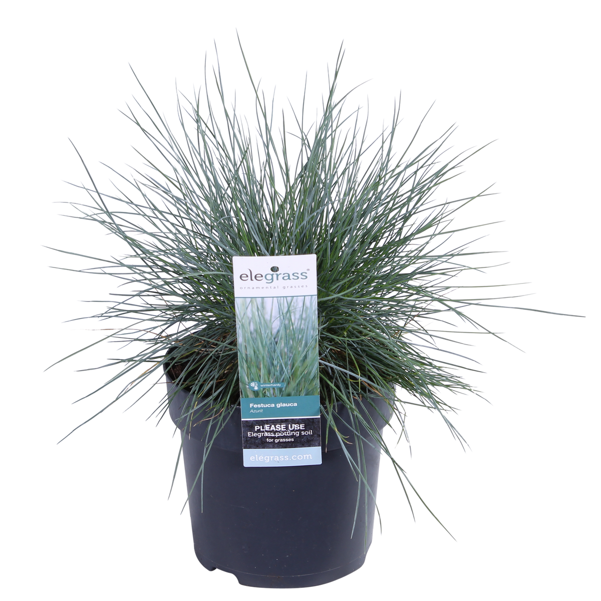 Festuca glauca 'Azura Blue' (blue fescue) – Ø19 cm, 40 cm high – art. 6627 – photo 7