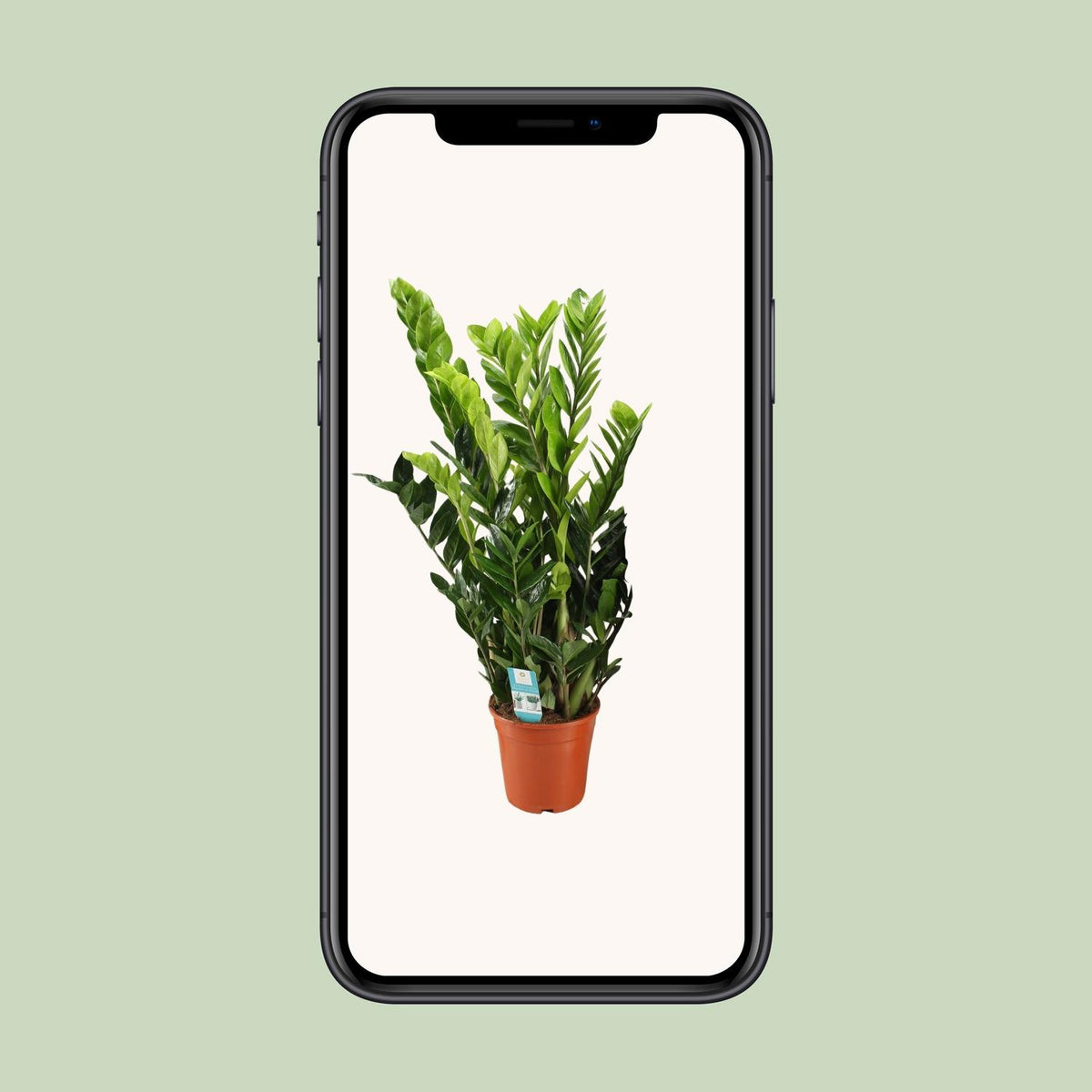 Zamioculcas zamiifolia (zz-plant) – Ø21 cm, 95 cm hoog – art. 12650
