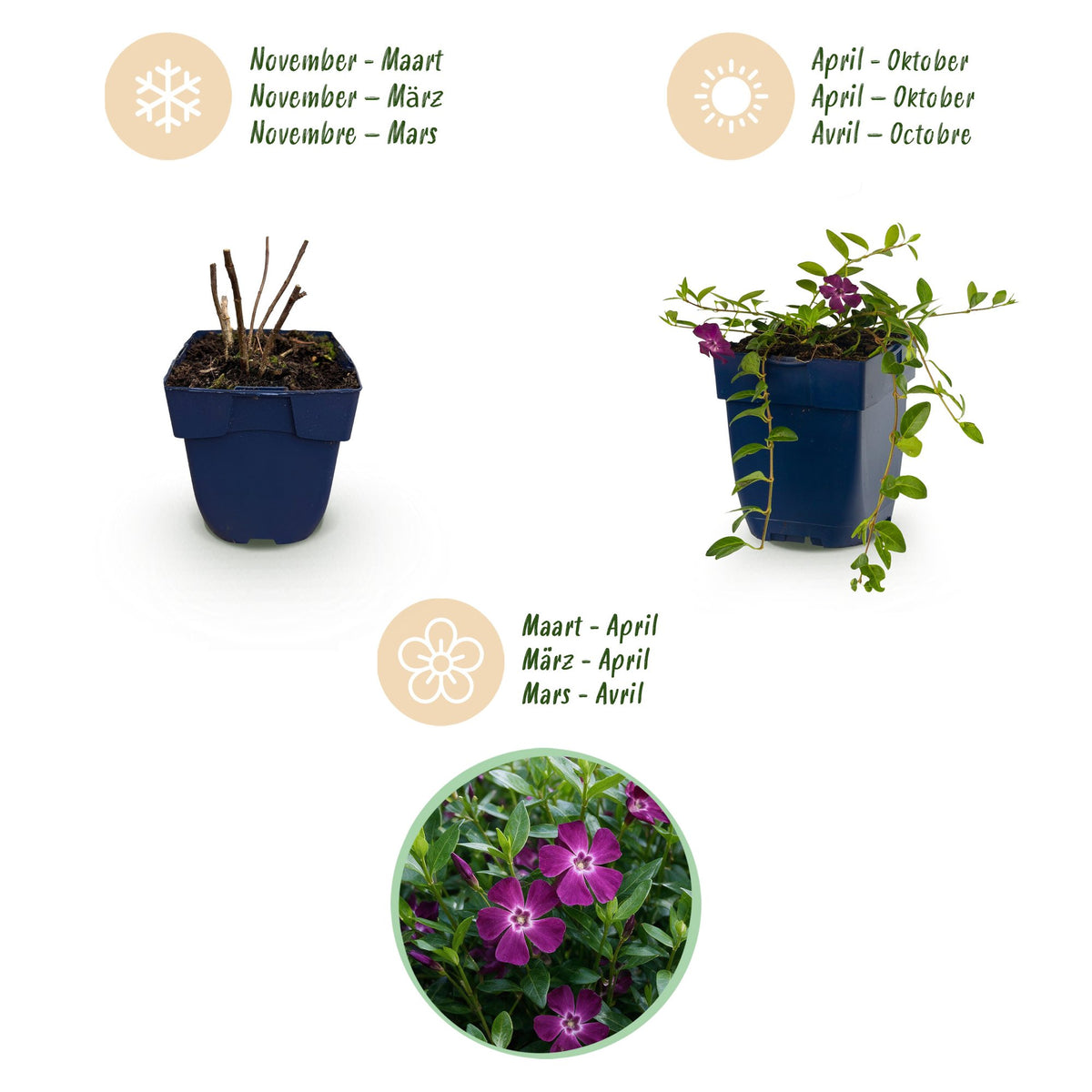 Vinca minor 'Atropurpurea' (pervenche) – violet – 24 plantes, Ø11 cm, 15–25 cm de haut – photo 4