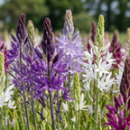 Grote camas (Camassia leichtlinii) mix – 20 bloembollen (bolmaat 12/14)