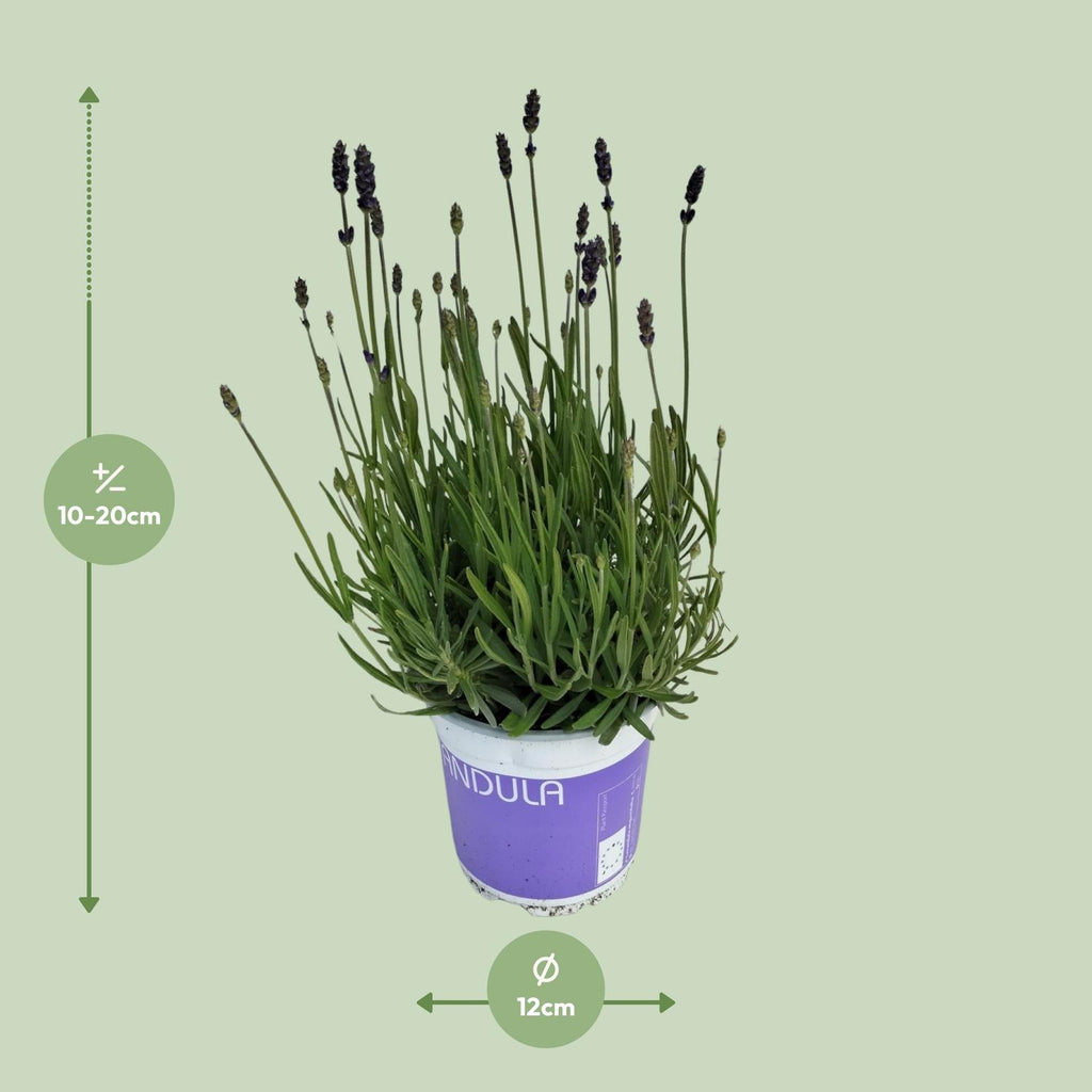 Lavendel Lavandula Hidcote Blue Blau – Ø12 cm, 20 cm hoch
