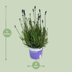 Lavendel Lavandula Hidcote Blue Blau – Ø12 cm, 20 cm hoch