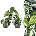 3× Baby Alocasia Tricolour Variegata (elephant ear) incl. Copper Reef – Ø6 cm, 5–15 cm tall